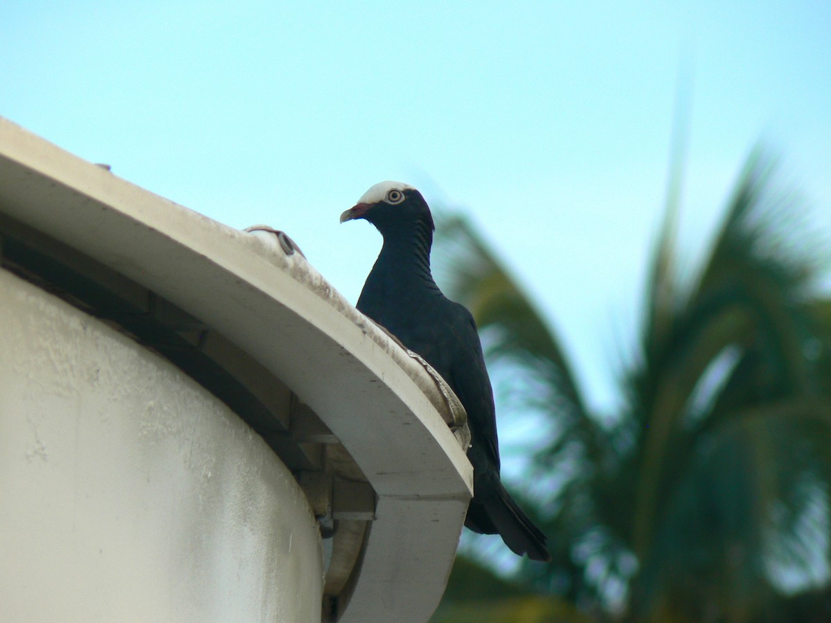 White-crowned Pigeon - ML623042171