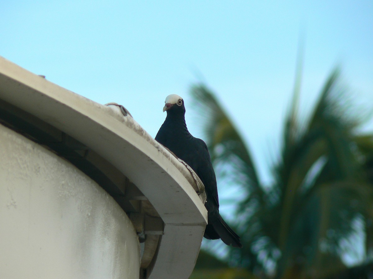 White-crowned Pigeon - ML623042173