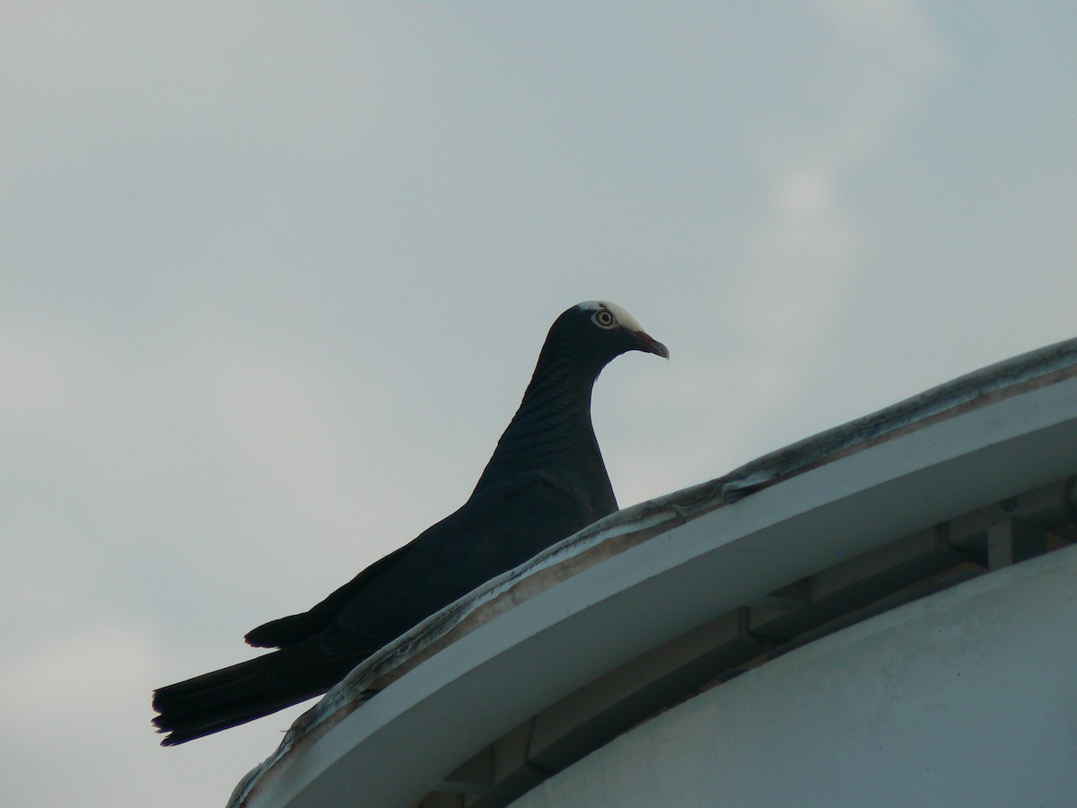 White-crowned Pigeon - ML623042174