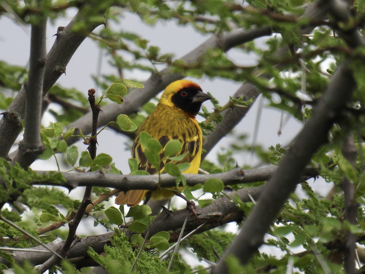 Vitelline Masked-Weaver - ML623042242