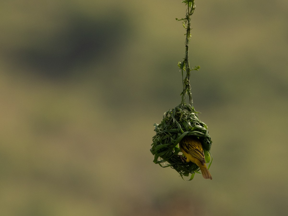 Vitelline Masked-Weaver - ML623042265