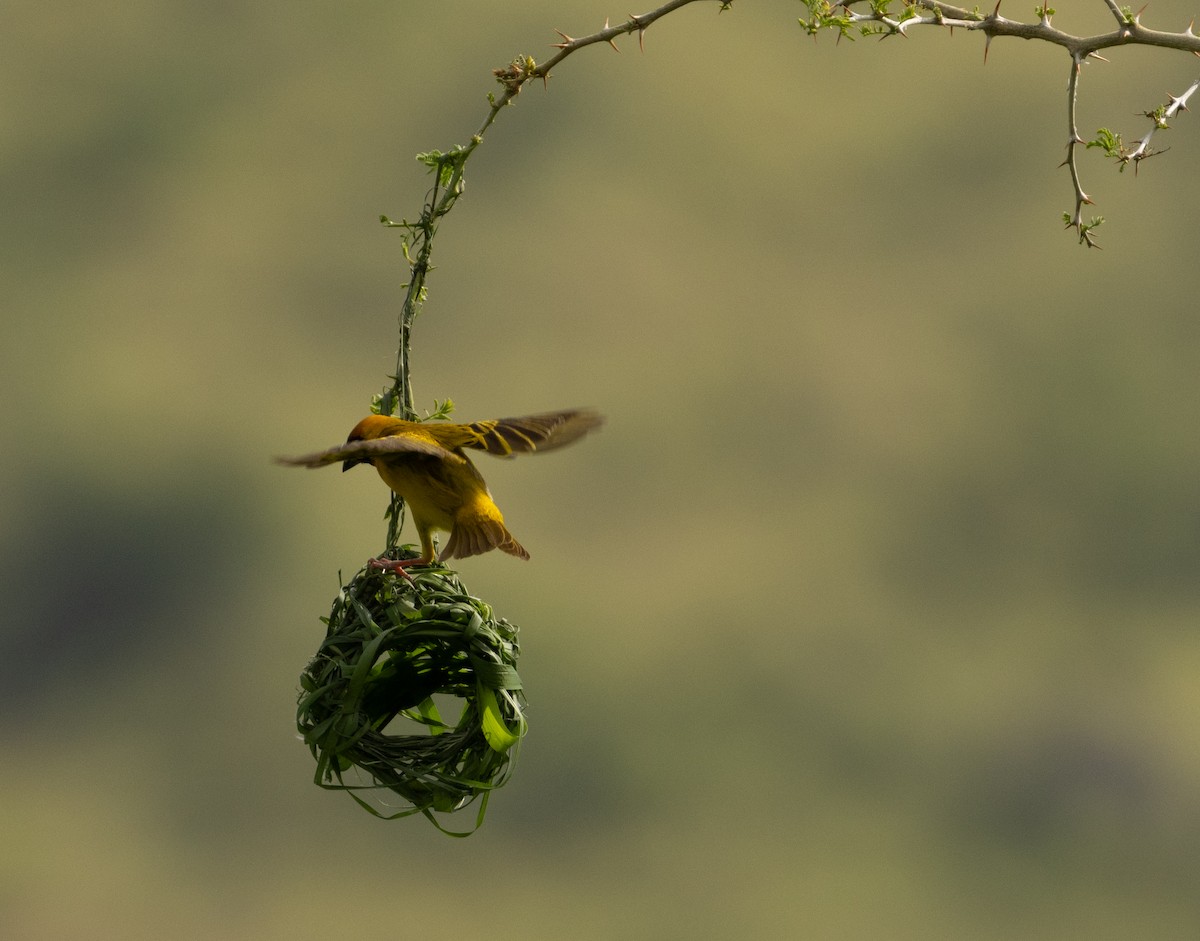 Vitelline Masked-Weaver - ML623042266