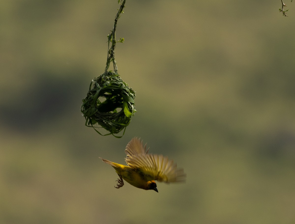 Vitelline Masked-Weaver - ML623042267