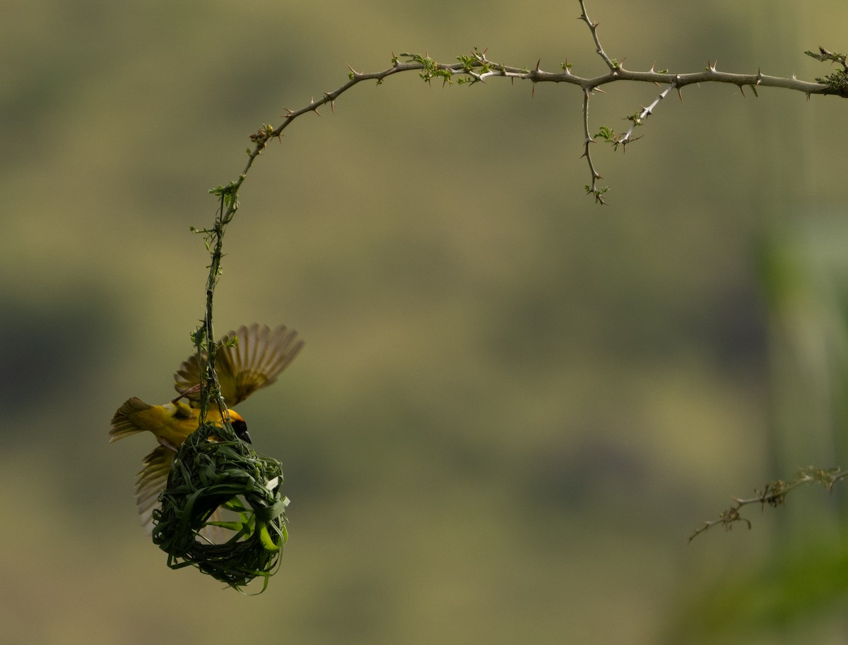 Vitelline Masked-Weaver - ML623042268