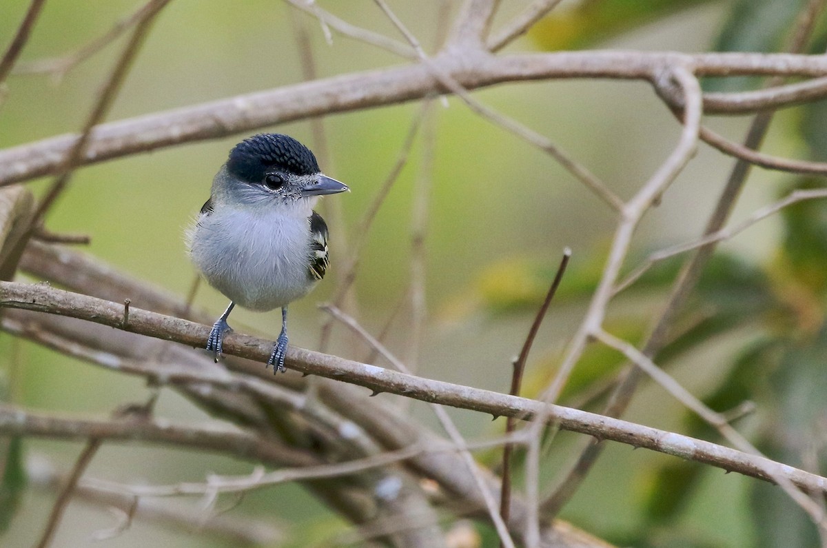 Black-capped Becard - Richard Greenhalgh