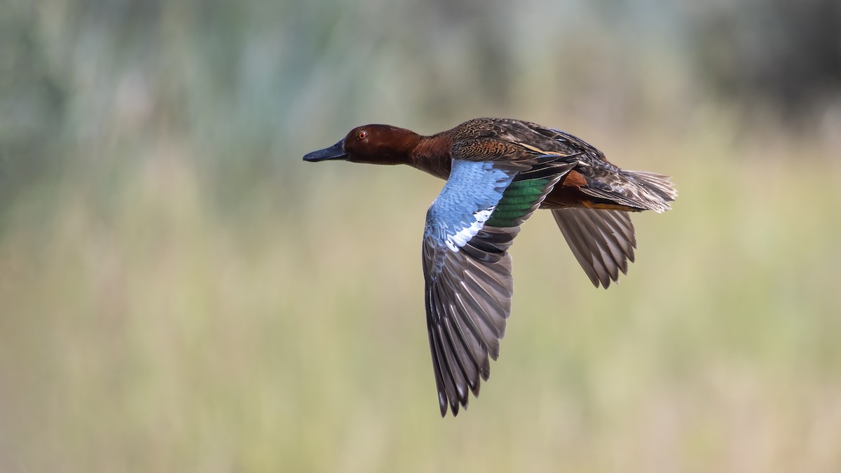 Cinnamon Teal - ML623042310