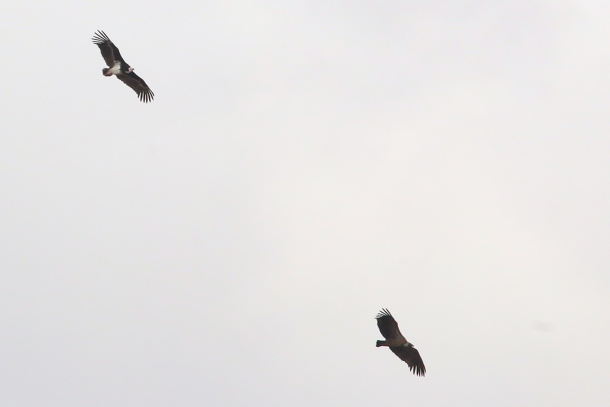 White-headed Vulture - ML623042420