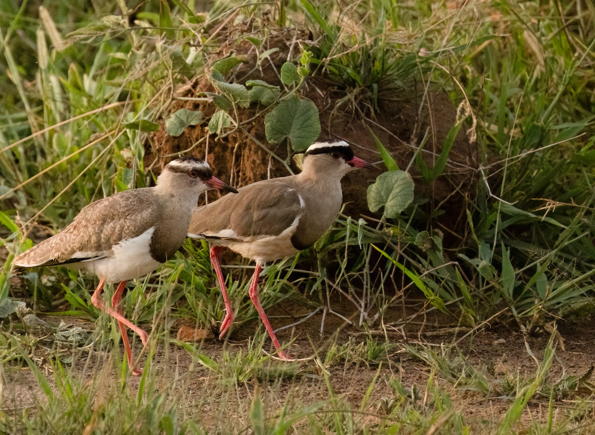 Crowned Lapwing - ML623042432