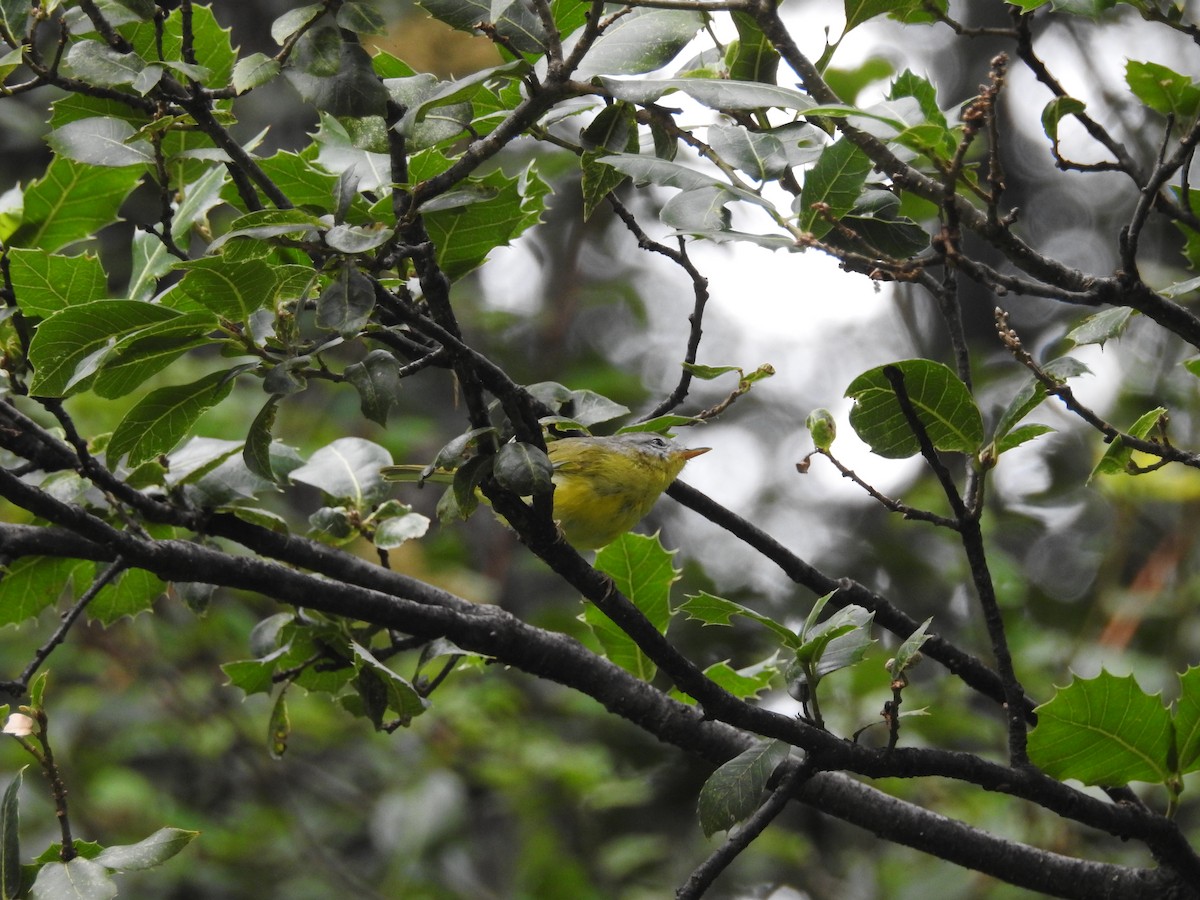 Gray-hooded Warbler - ML623042458