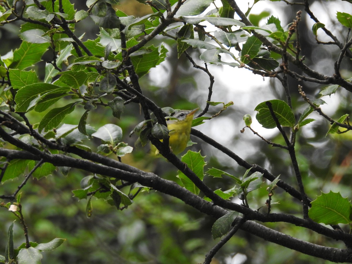 Gray-hooded Warbler - ML623042459