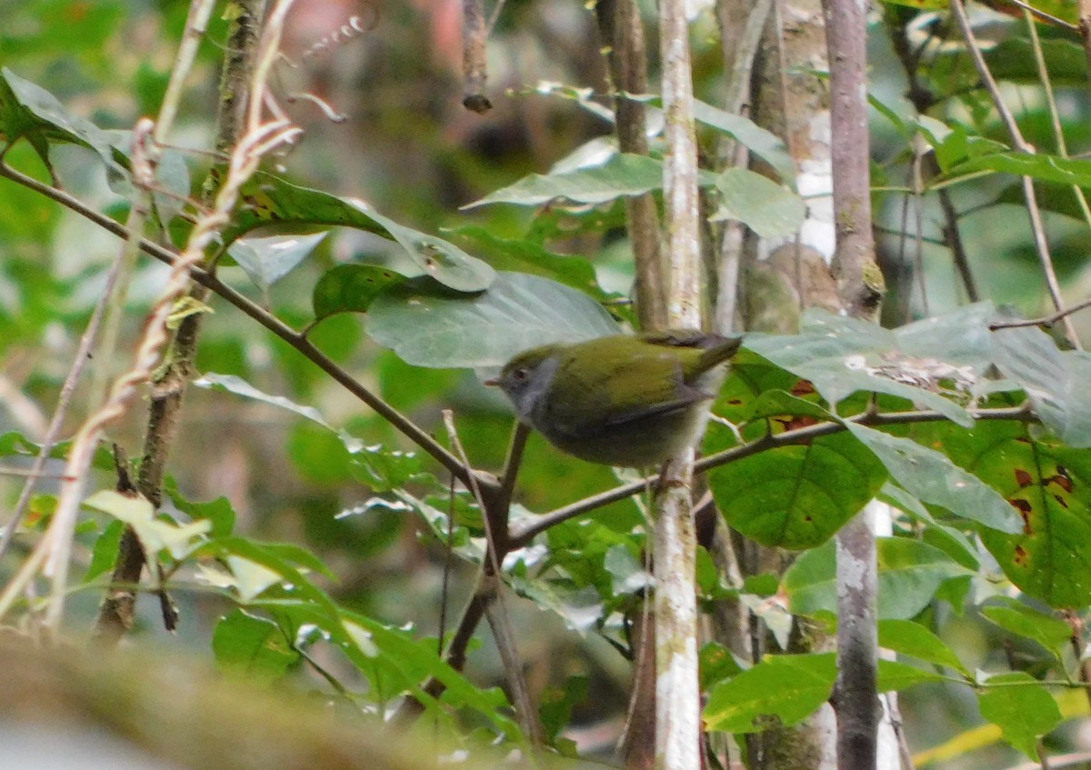 Pin-tailed Manakin - Nicolás Bejarano