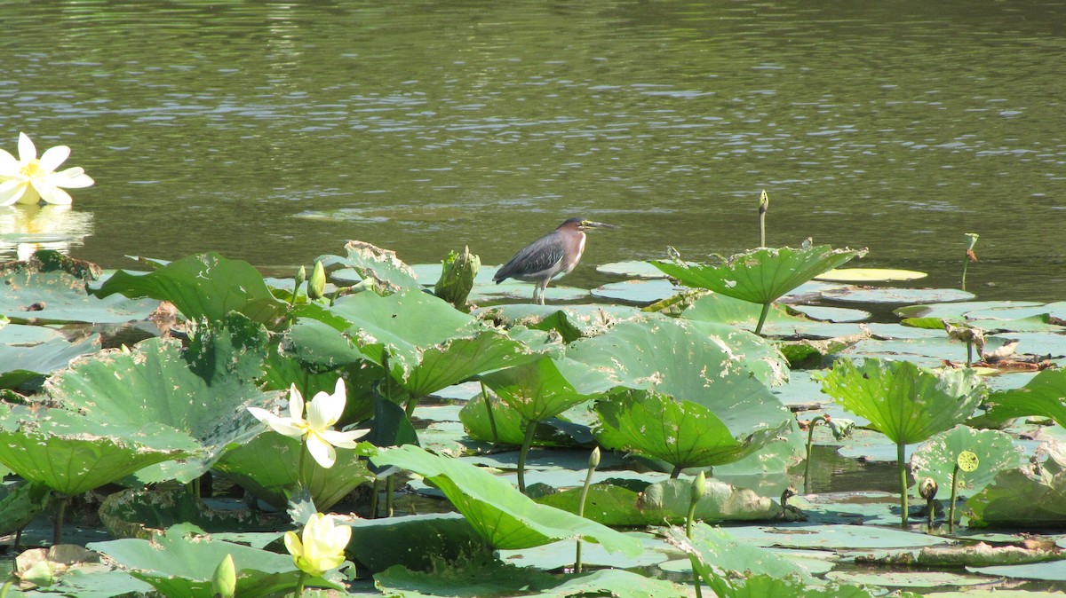 Green Heron - Sheila Sawyer