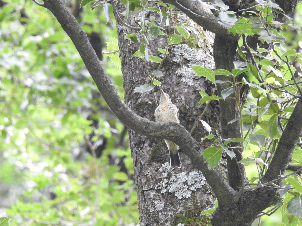 Blue-capped Rock-Thrush - ML623042523