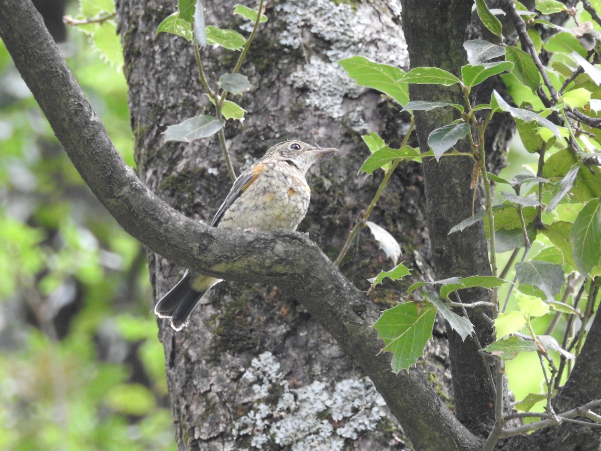 Blue-capped Rock-Thrush - ML623042524