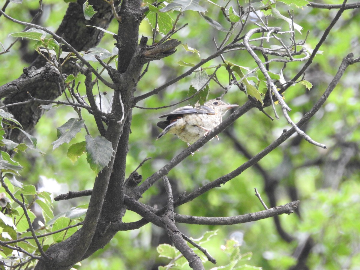 Blue-capped Rock-Thrush - Azan Karam