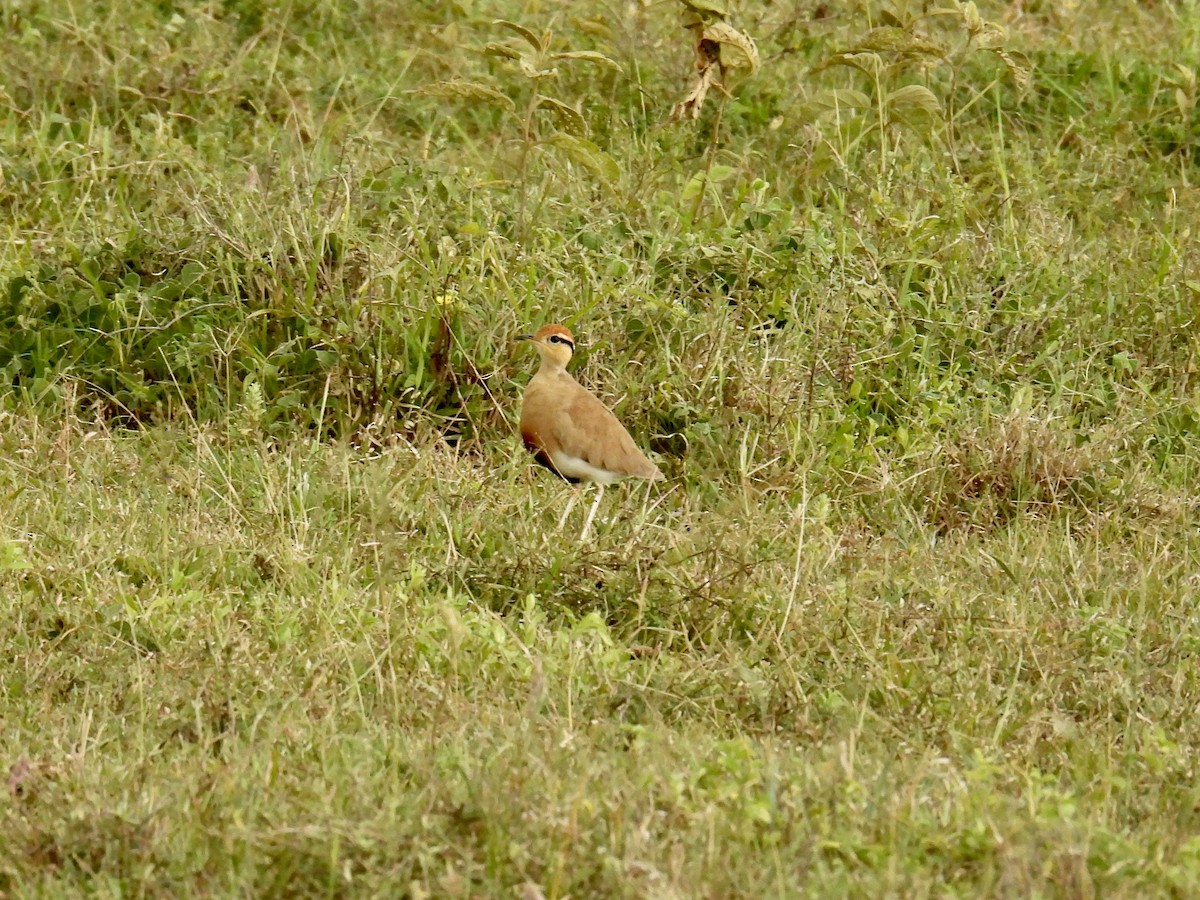 Temminck's Courser - ML623042529