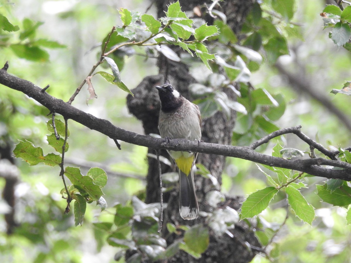 Himalayan Bulbul - ML623042552