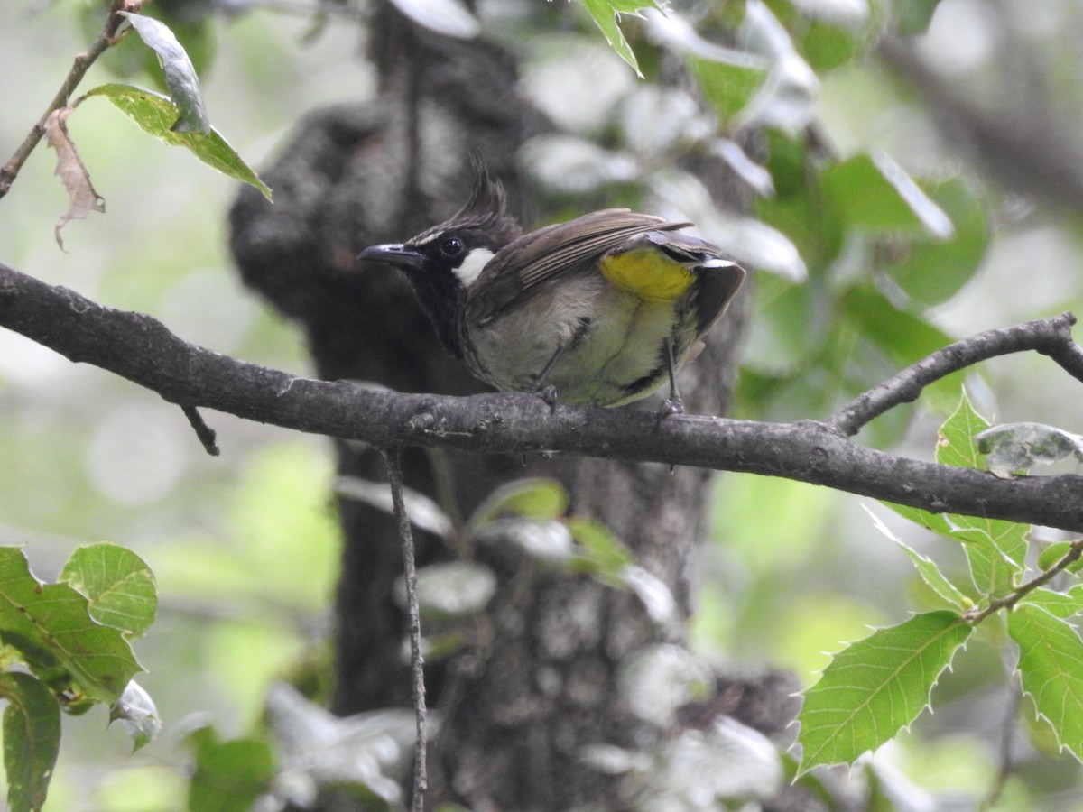 Himalayan Bulbul - ML623042553