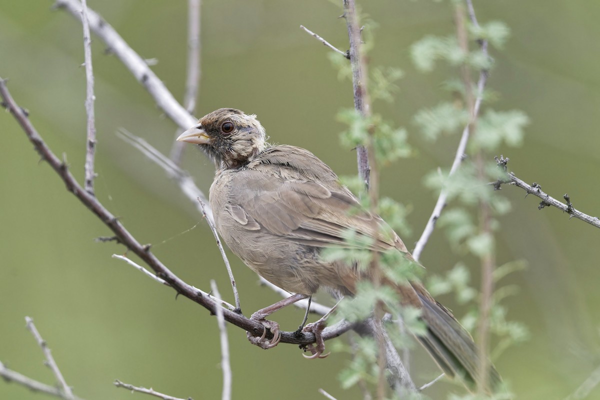 Abert's Towhee - ML623042594