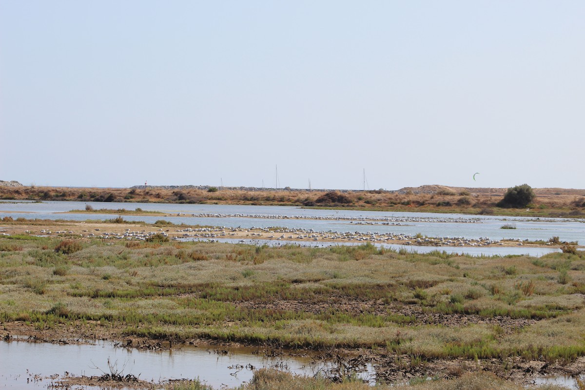 Audouin's Gull - ML623042708