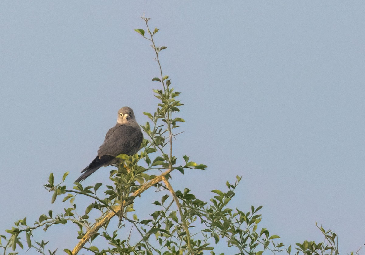 Gray Kestrel - ML623042752