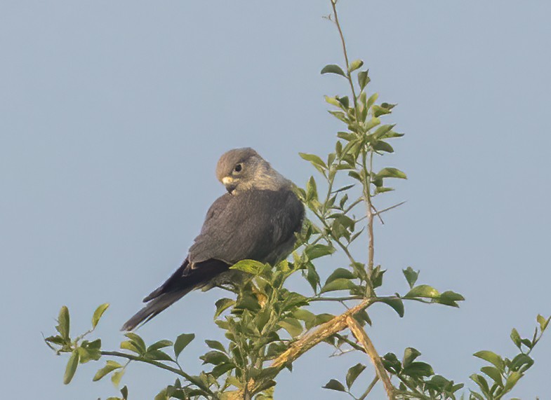 Gray Kestrel - ML623042753