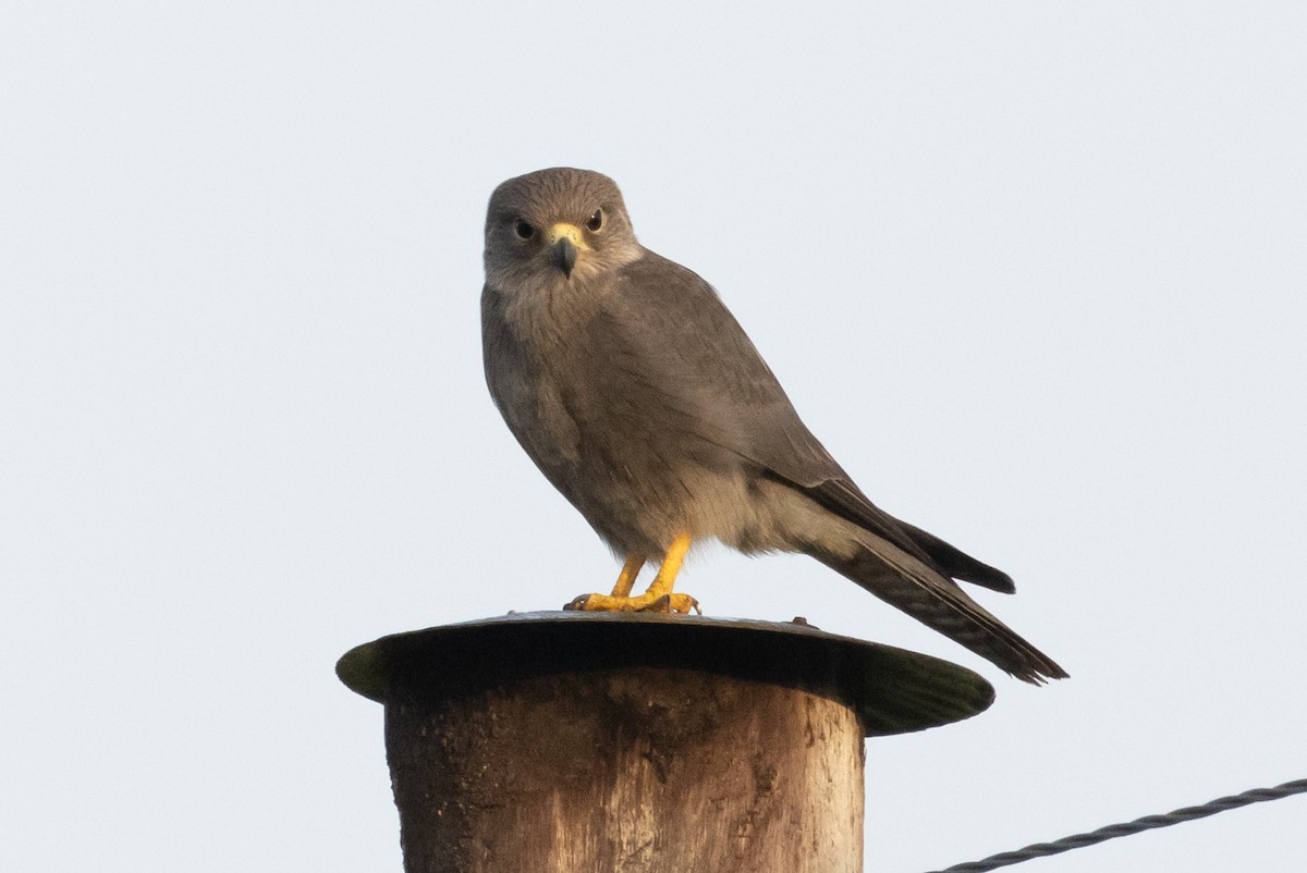 Gray Kestrel - ML623042754