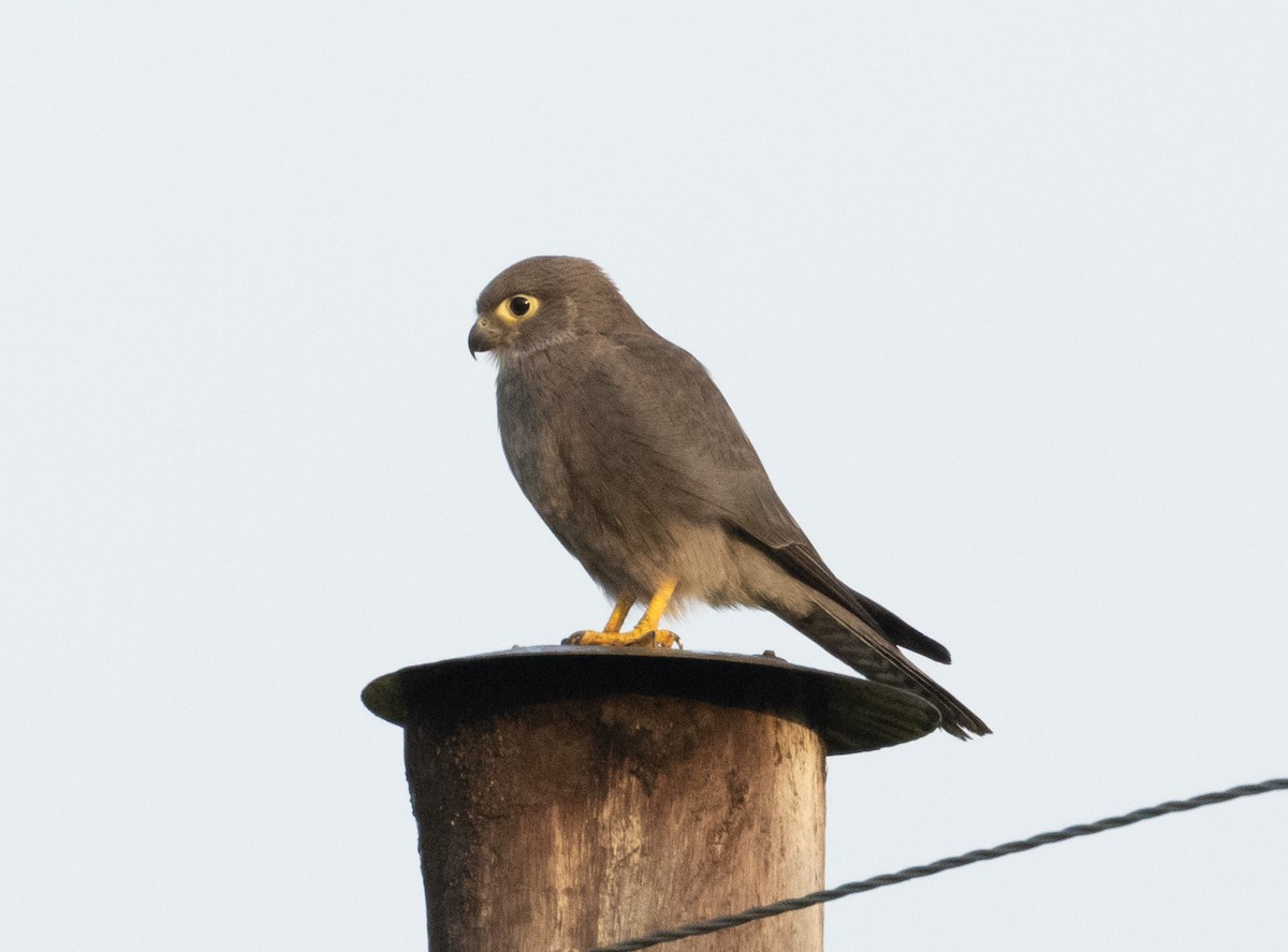 Gray Kestrel - ML623042755