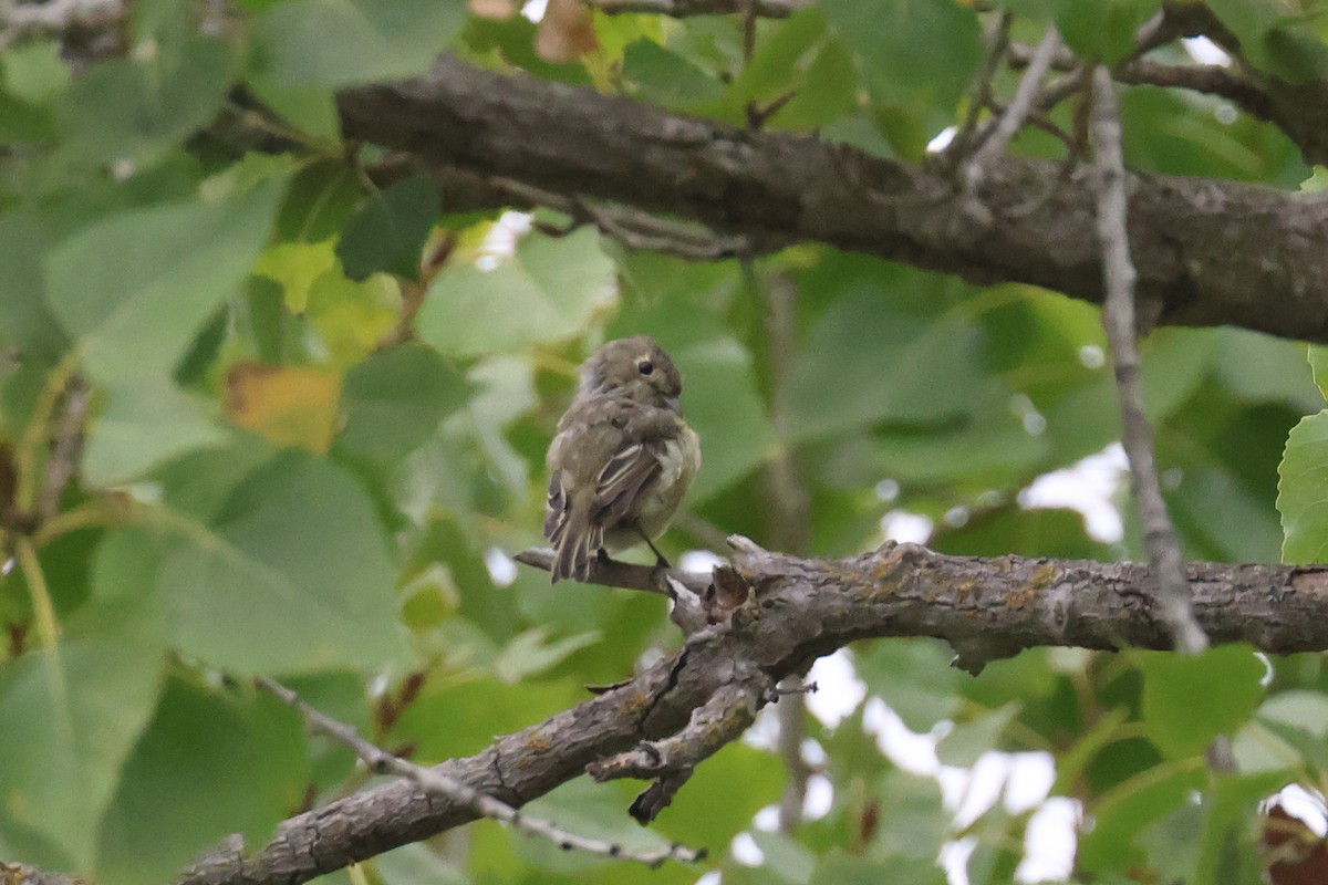 Hutton's Vireo - ML623042808