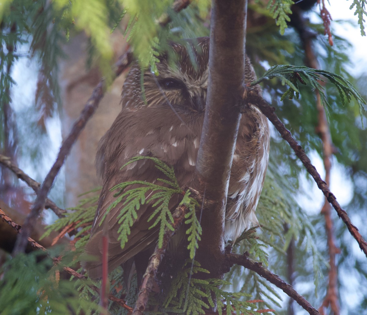 Northern Saw-whet Owl - ML623042811