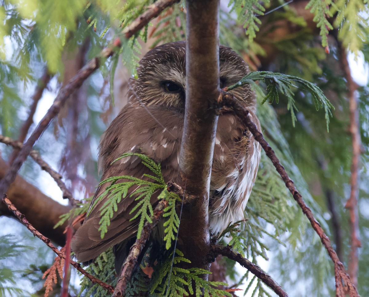 Northern Saw-whet Owl - ML623042812