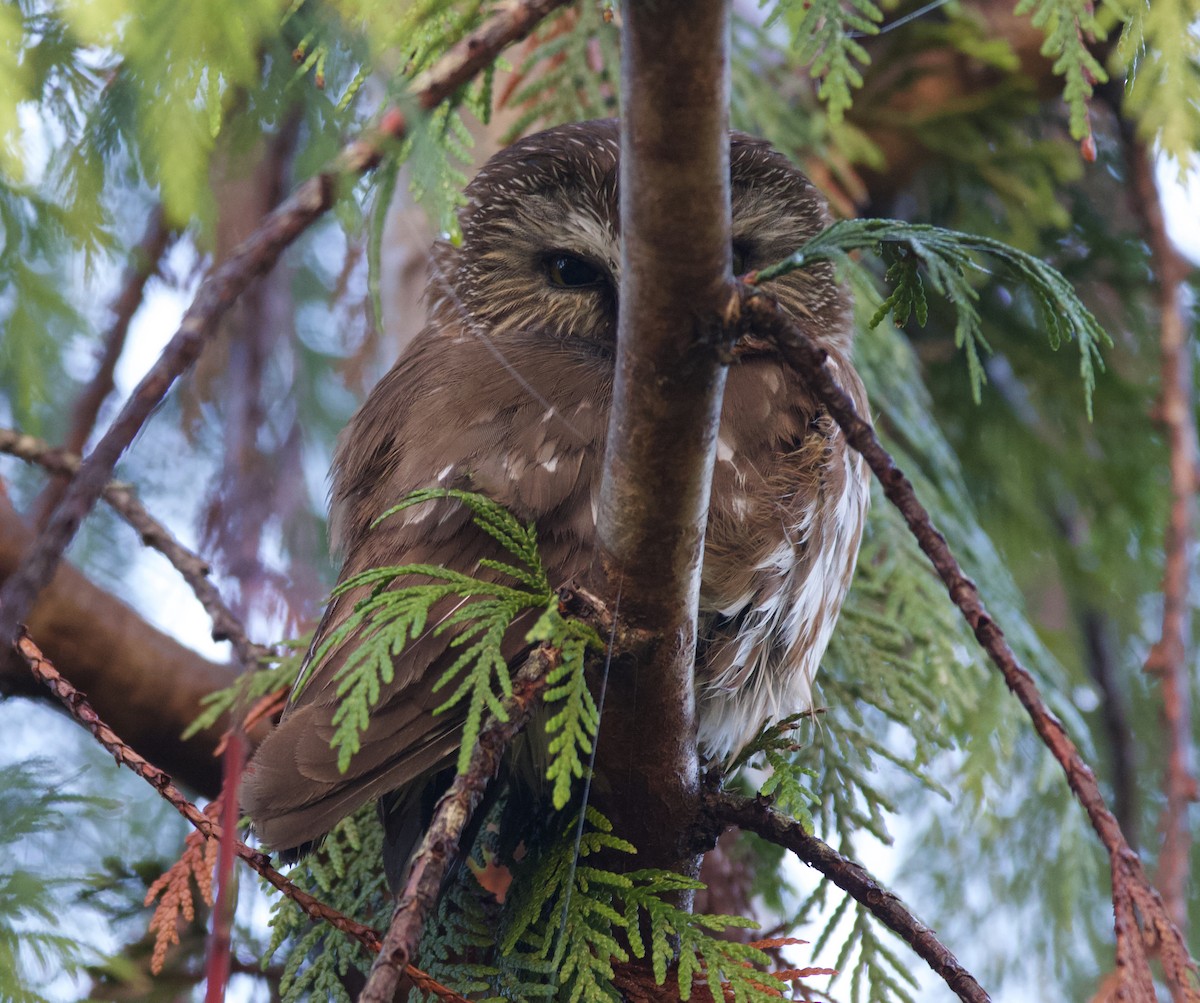 Northern Saw-whet Owl - ML623042813