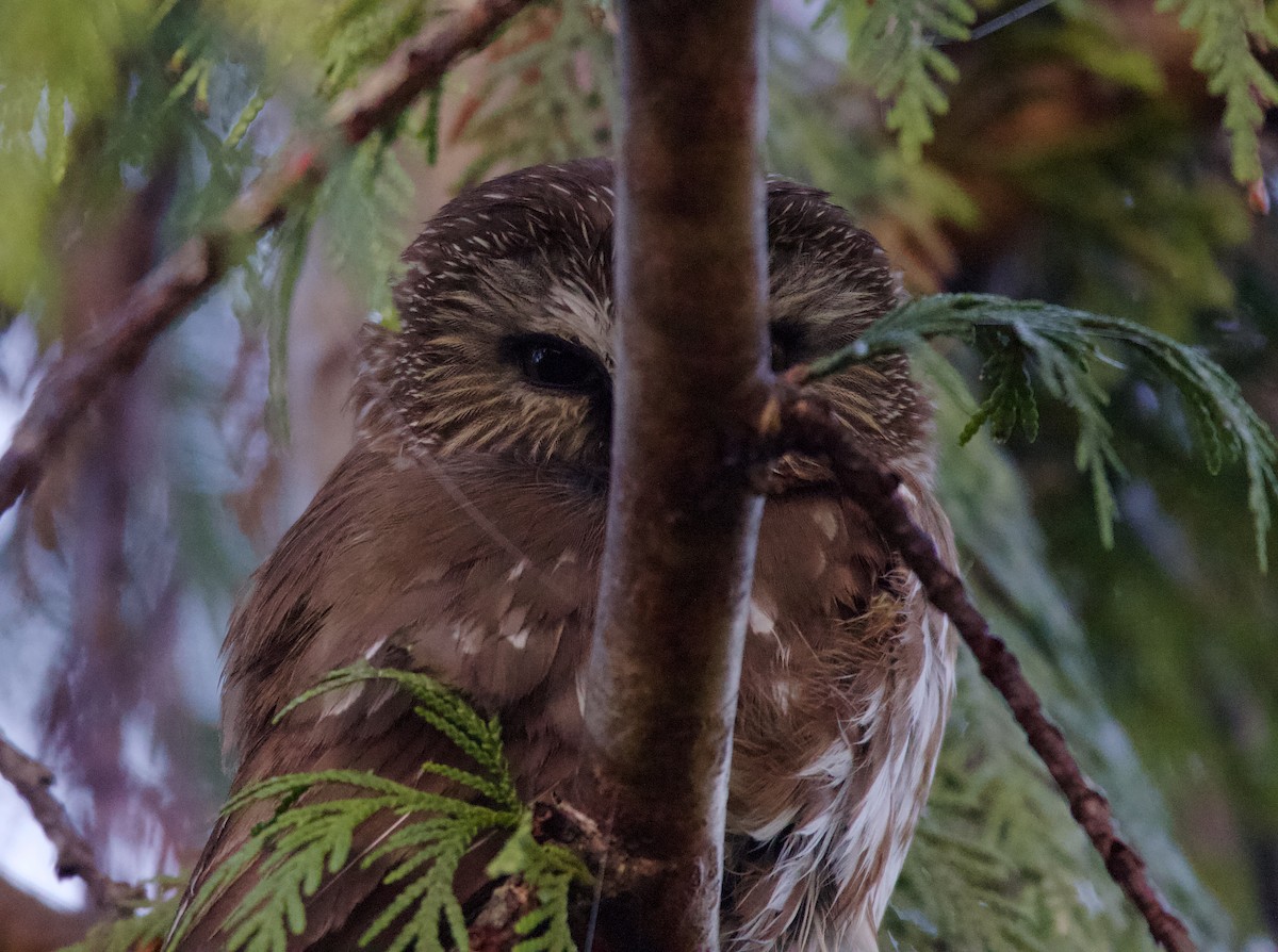 Northern Saw-whet Owl - Liam Ragan