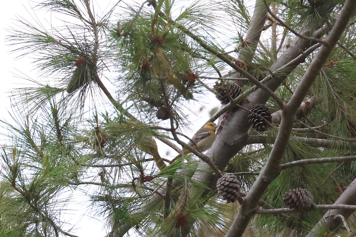 Bullock's Oriole - ML623042836