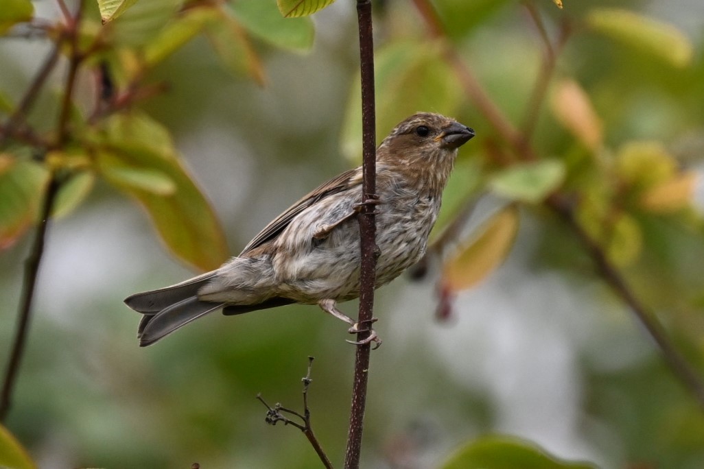 Purple Finch - ML623042868