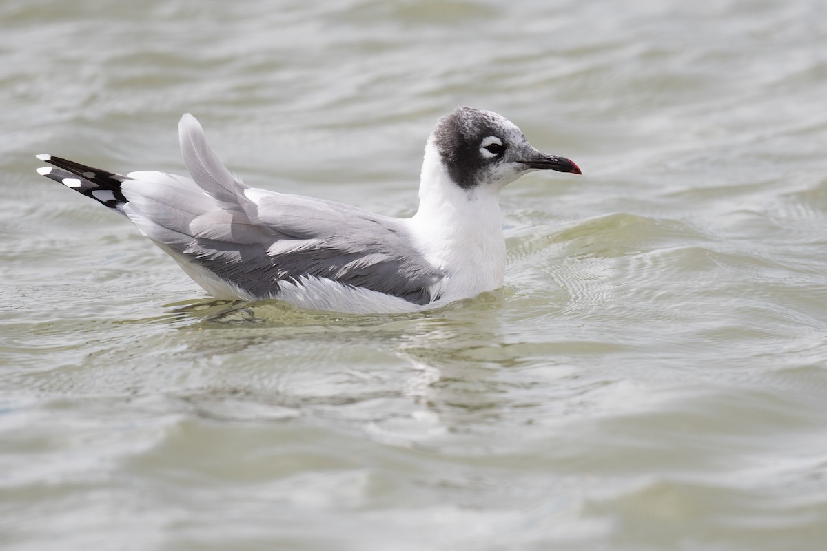 Franklin's Gull - Ben  Lucking