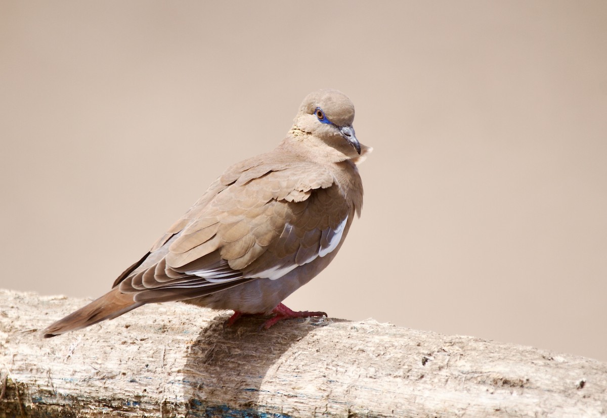 West Peruvian Dove - Quique Carballal