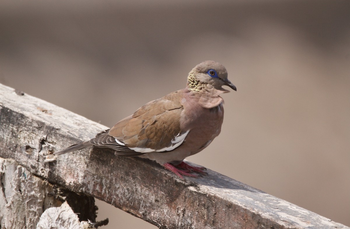 West Peruvian Dove - ML623043043