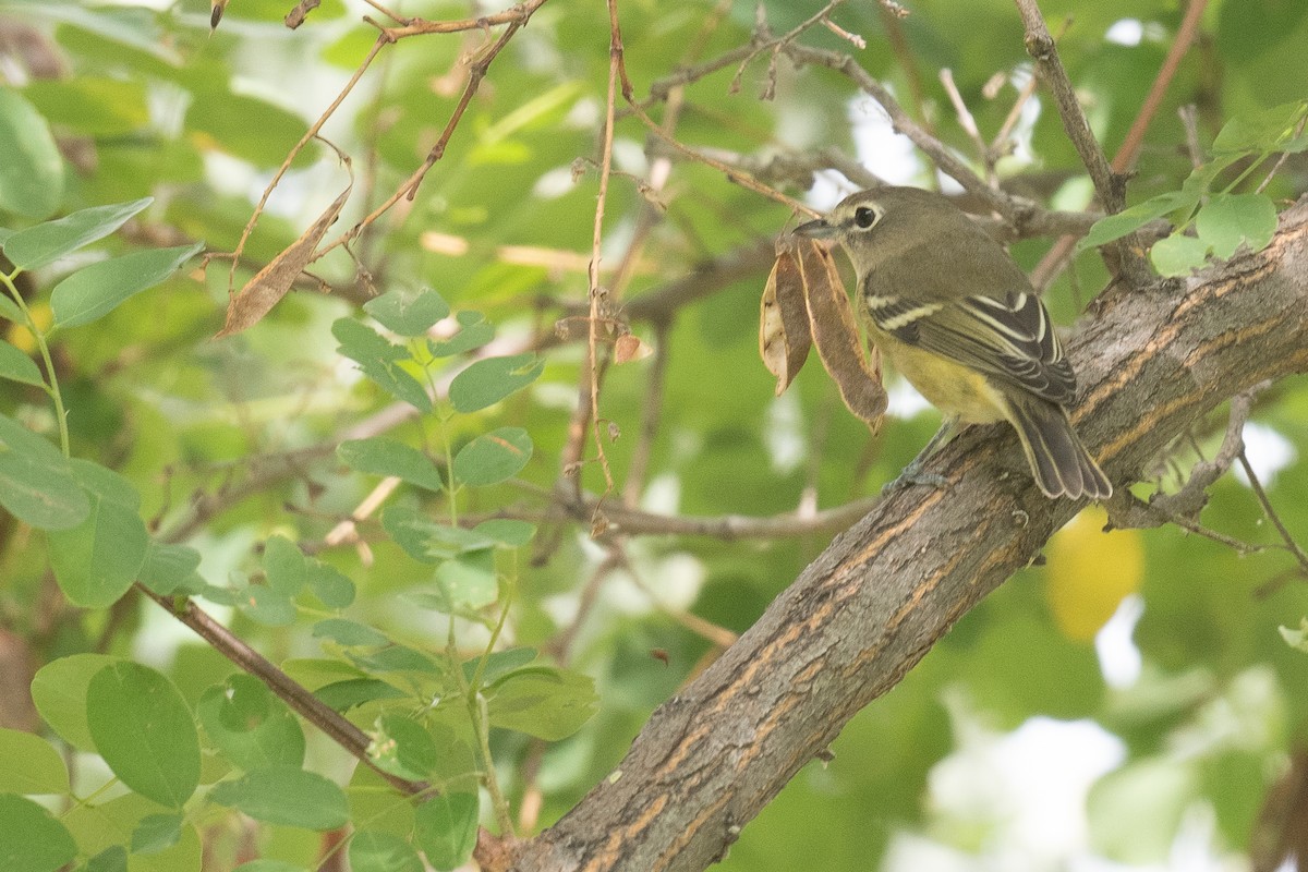 Cassin's Vireo - ML623043045