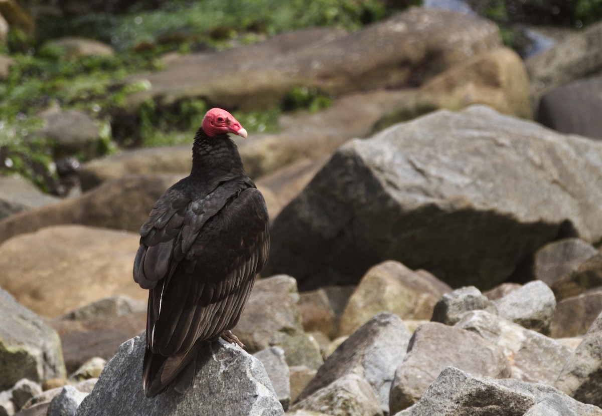 Turkey Vulture - ML623043051