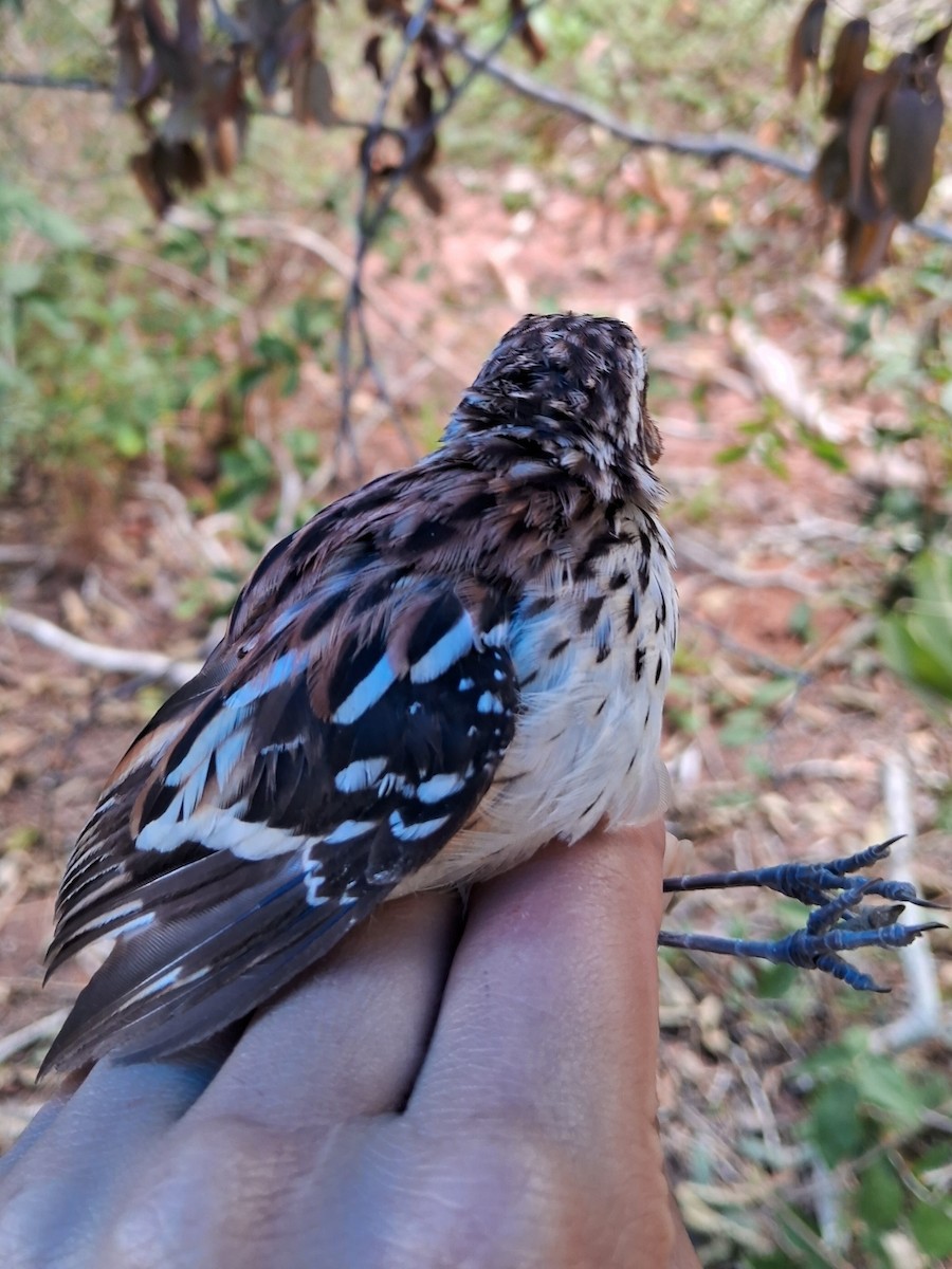 Stripe-backed Antbird - Valeria Torrado