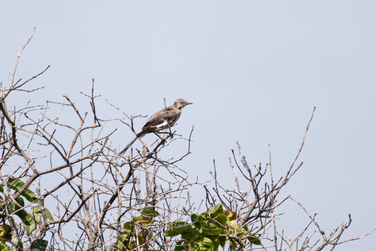 Northern Mockingbird - ML623043101