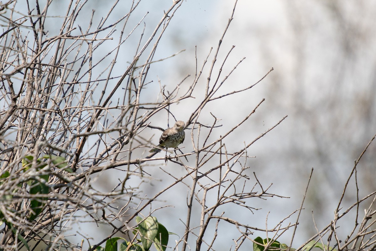 Northern Mockingbird - ML623043102