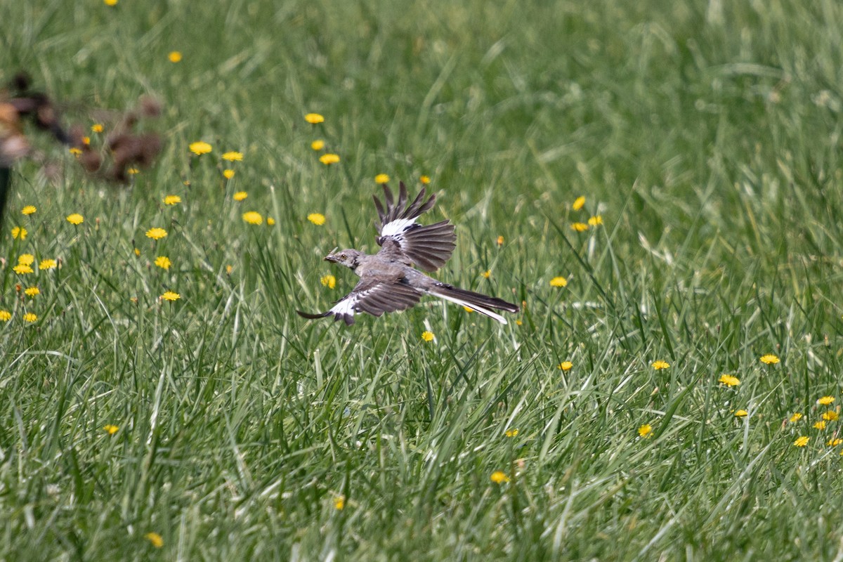 Northern Mockingbird - ML623043103