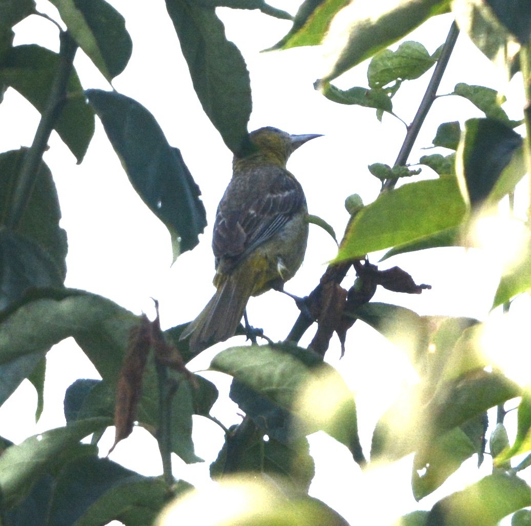 Hooded Oriole - ML623043263