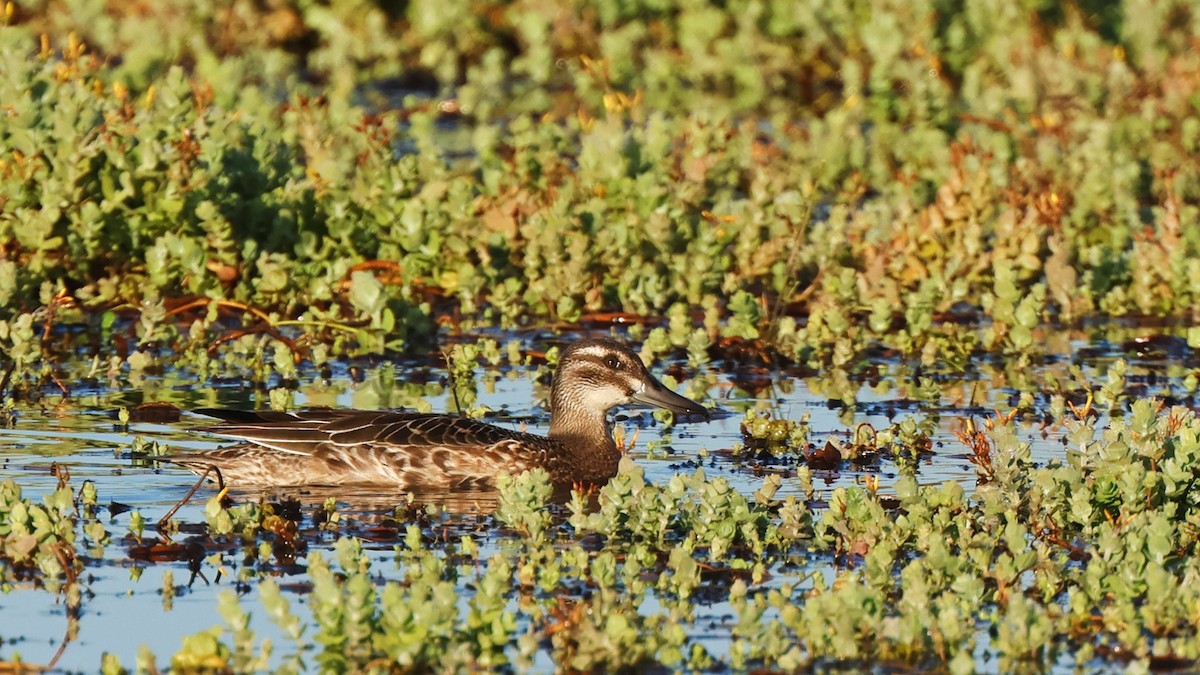 Garganey - Nico Bouwmans