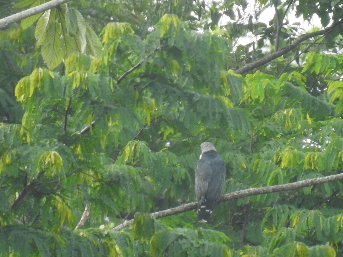 Gray-headed Kite - ML623043295