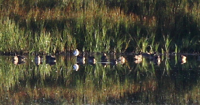 American Avocet - ML623043296