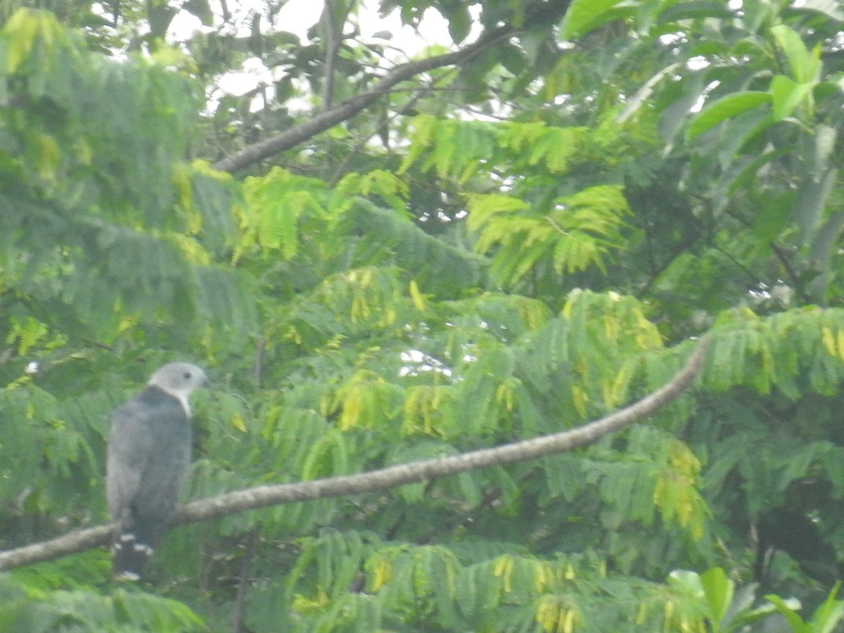 Gray-headed Kite - ML623043299