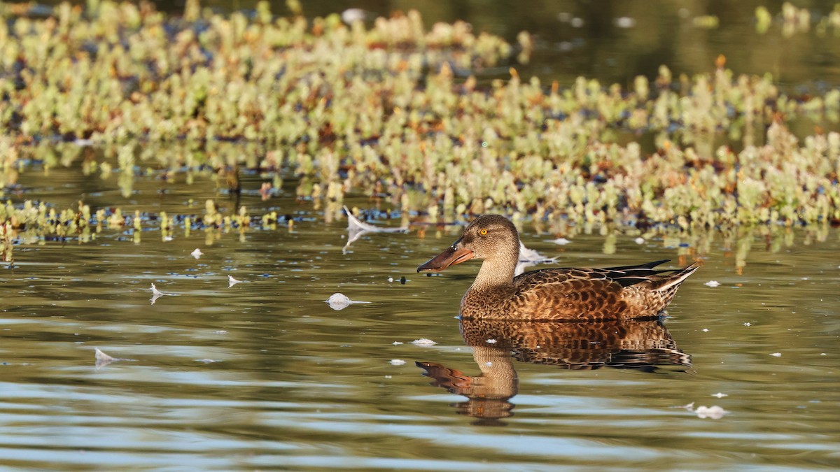 Northern Shoveler - ML623043318